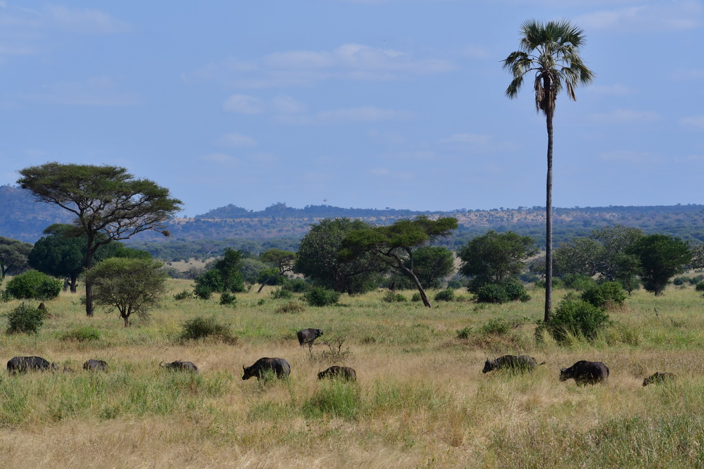 Tarangire NP